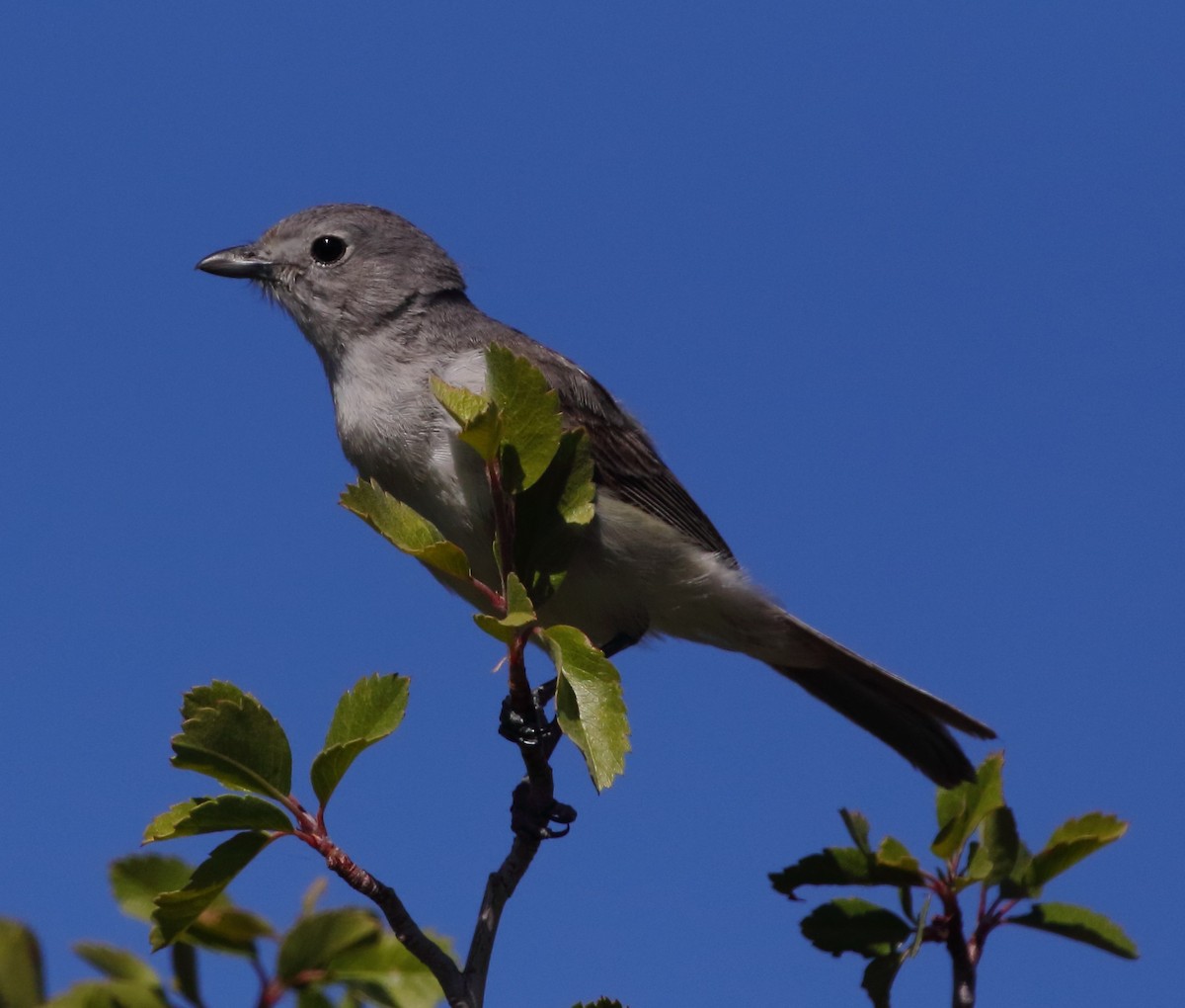 Gray Vireo - Rob Lowry