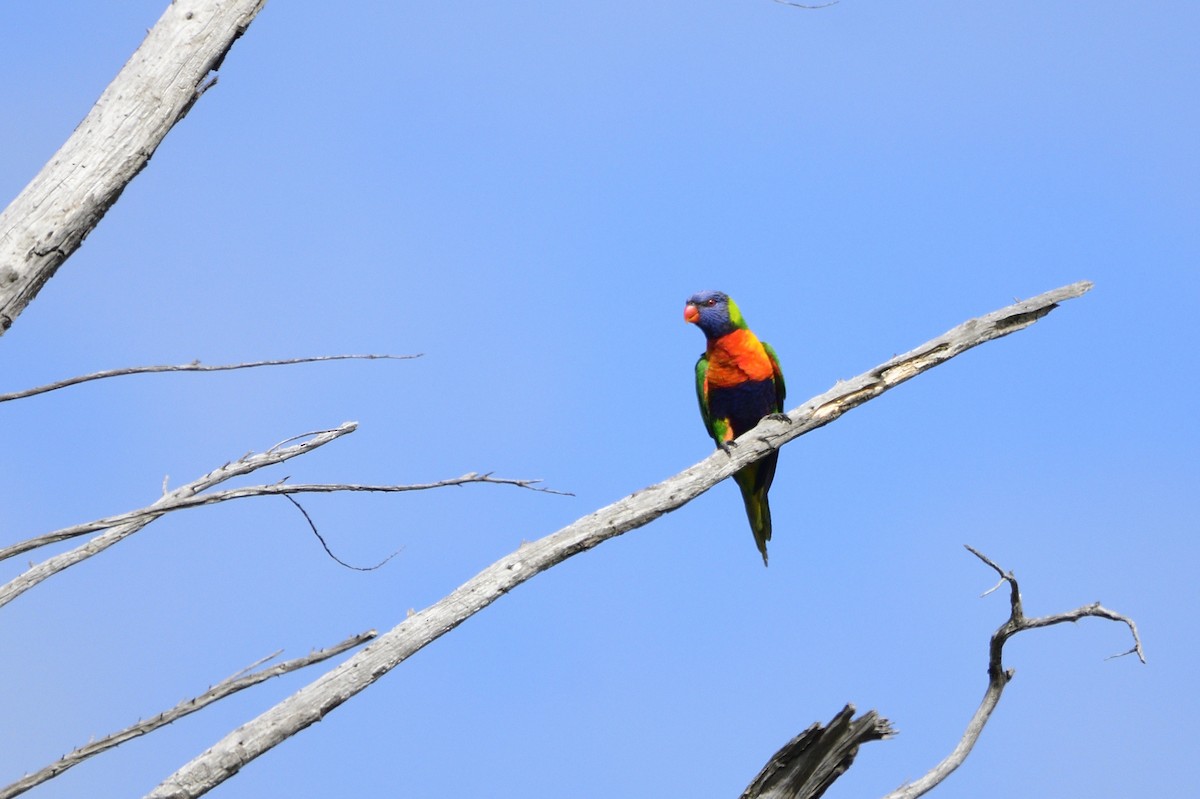 Rainbow Lorikeet - Ken Crawley