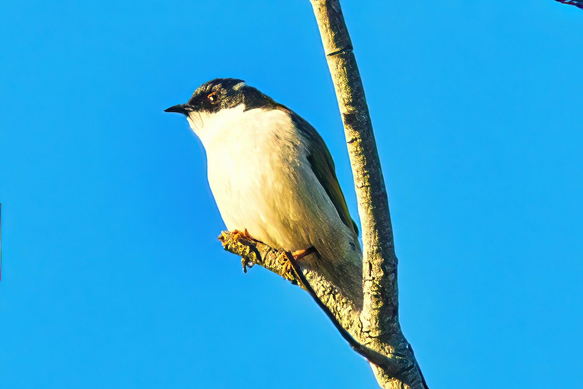 White-naped Honeyeater - ML619661733