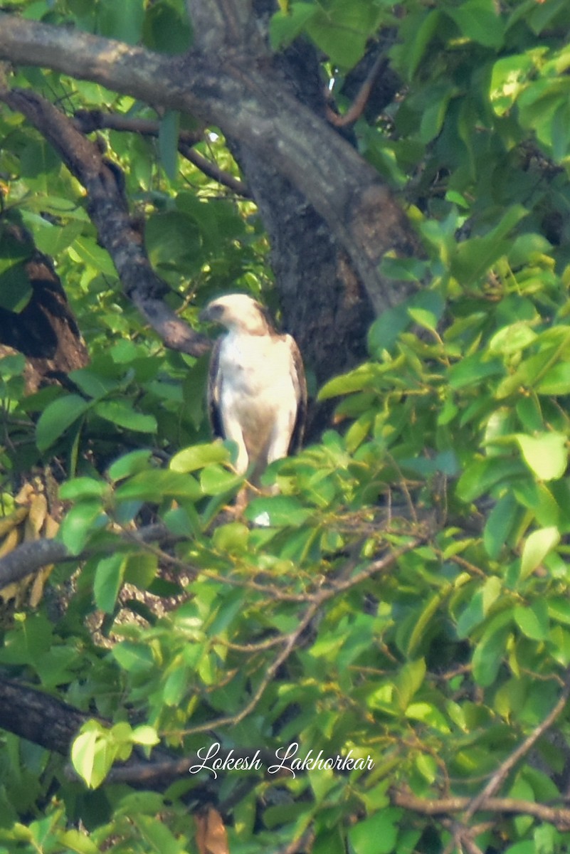 Changeable Hawk-Eagle - Lokesh Lakhorkar