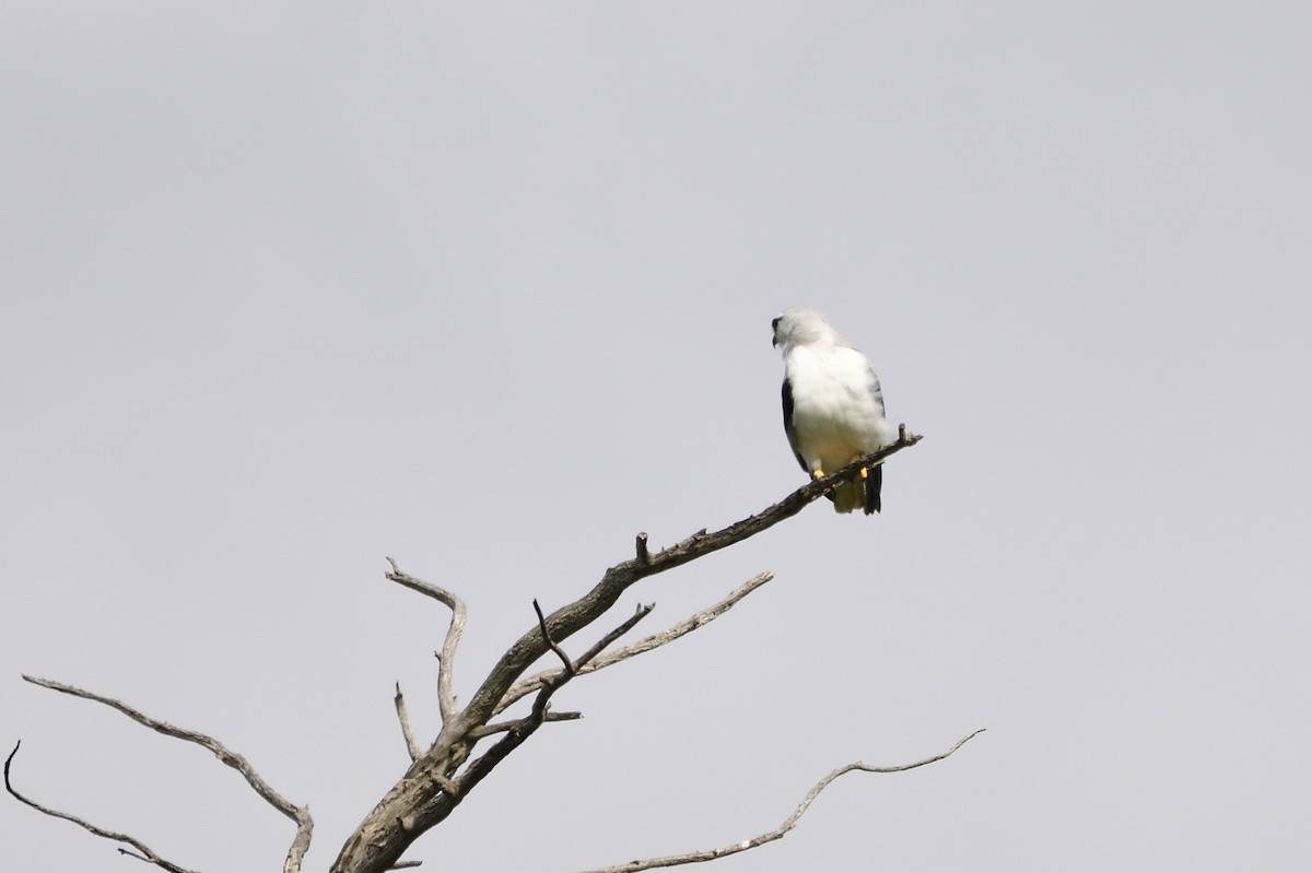 Black-shouldered Kite - Ken Crawley