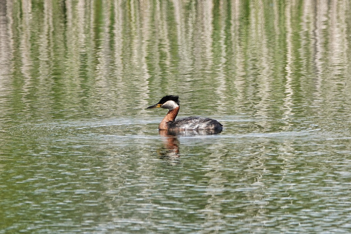 Red-necked Grebe - Thomas Gibson