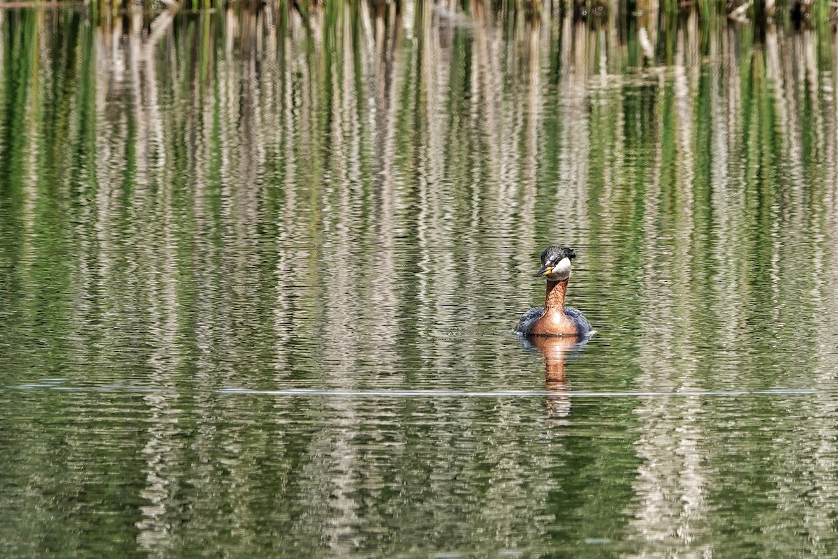 Red-necked Grebe - Thomas Gibson