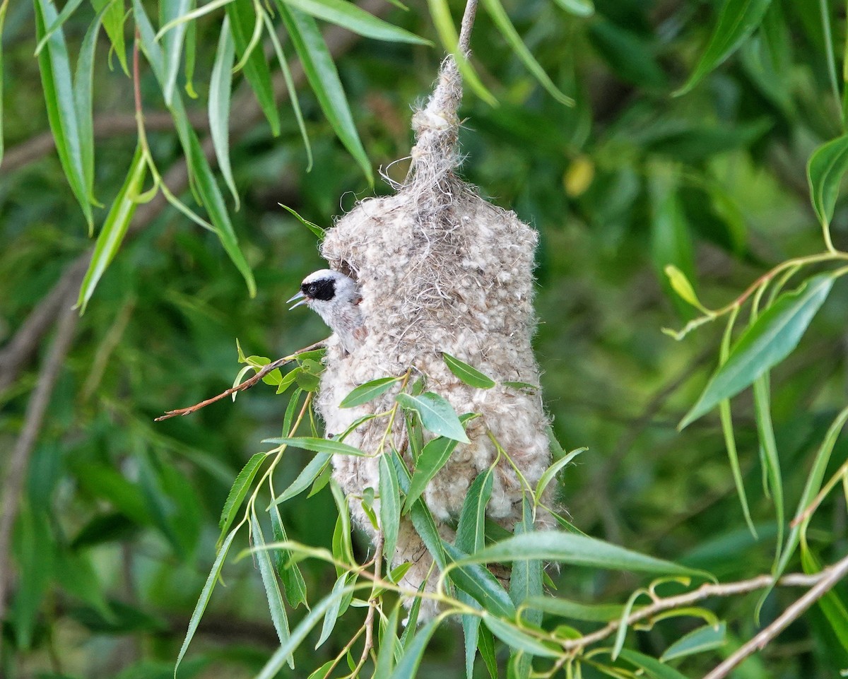 Eurasian Penduline-Tit - ML619661742