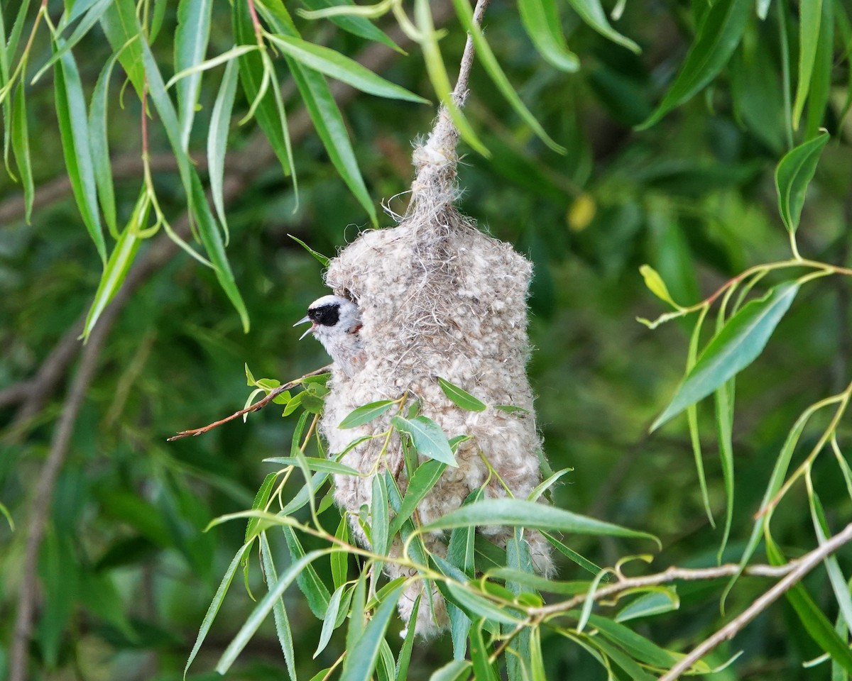 Eurasian Penduline-Tit - Thomas Gibson