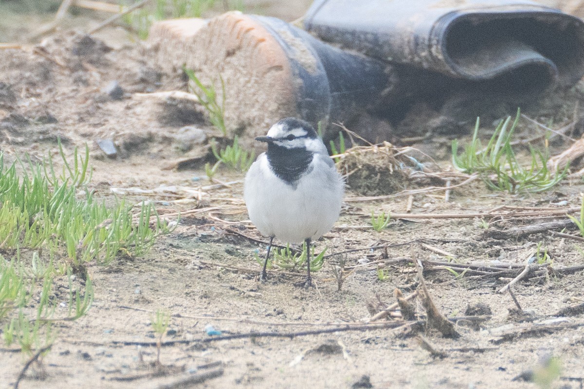 White Wagtail (ocularis) - ML619661748