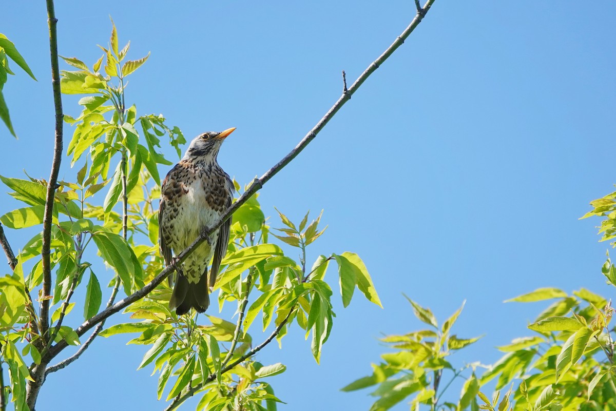 Fieldfare - Thomas Gibson