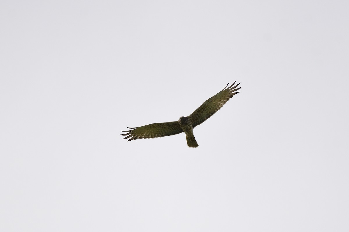 Swamp Harrier - Ken Crawley