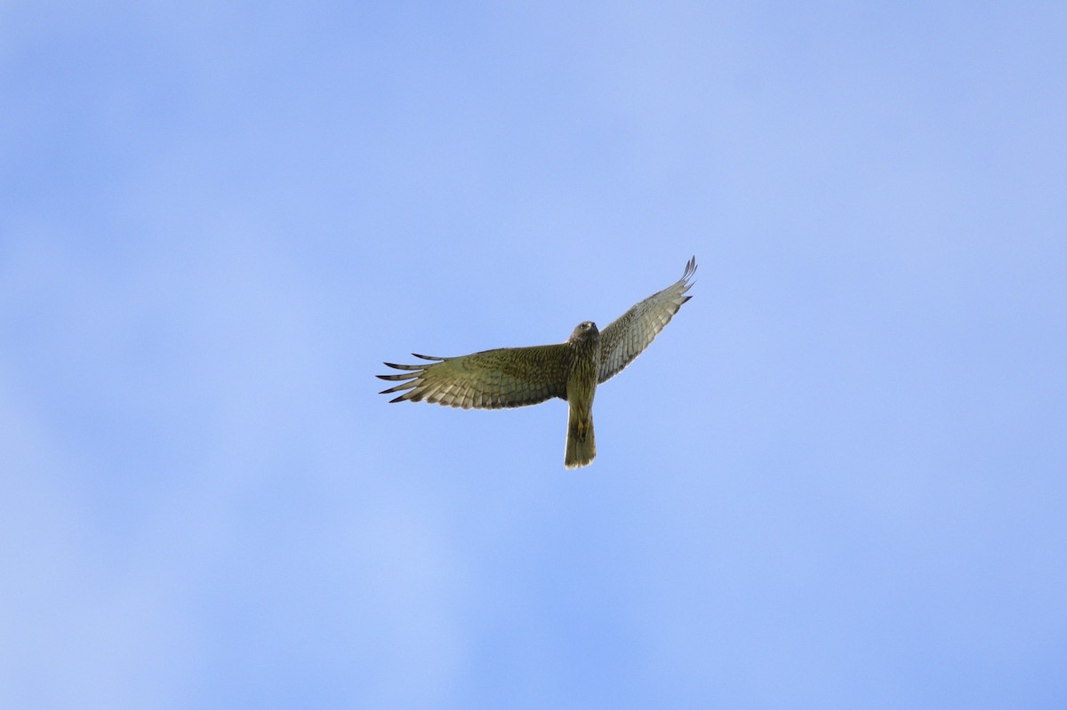 Swamp Harrier - Ken Crawley