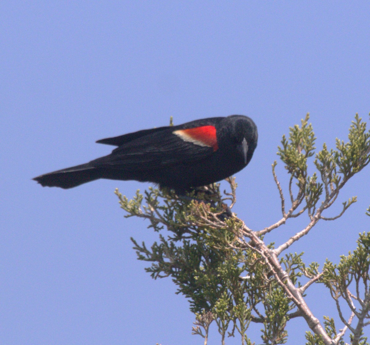 Red-winged Blackbird - jeff effinger