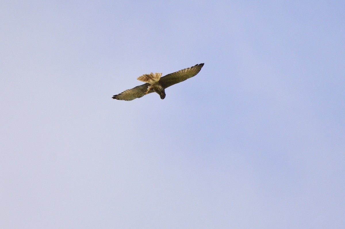 Swamp Harrier - Ken Crawley