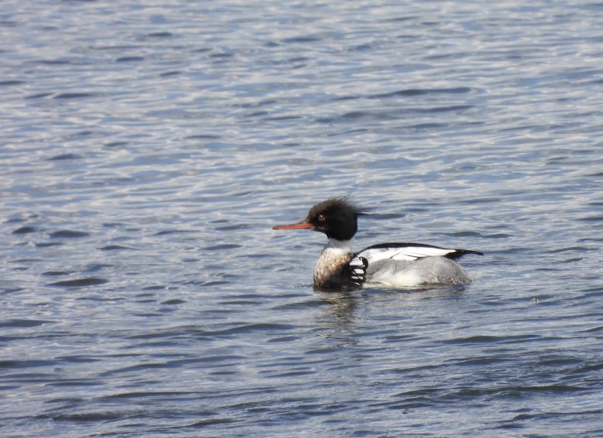 Red-breasted Merganser - Michelle Bélanger