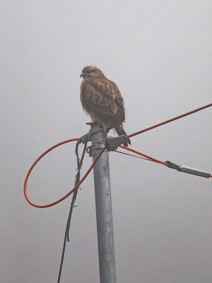 Himalayan Buzzard - Zsombor Károlyi