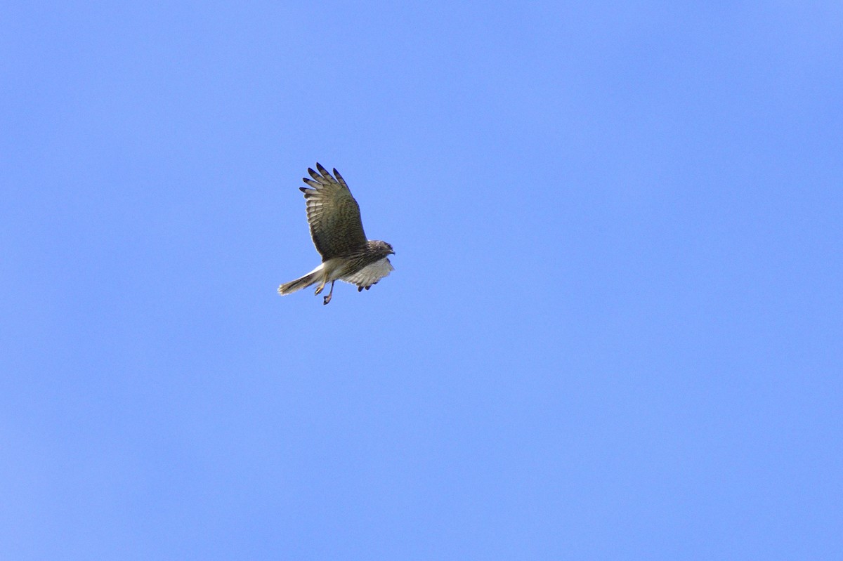 Swamp Harrier - Ken Crawley