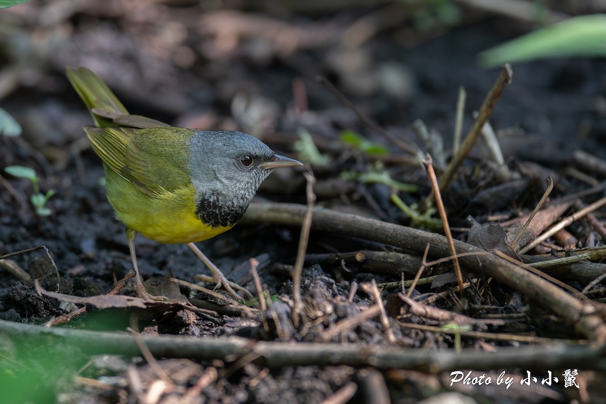 Mourning Warbler - Hanyang Ye