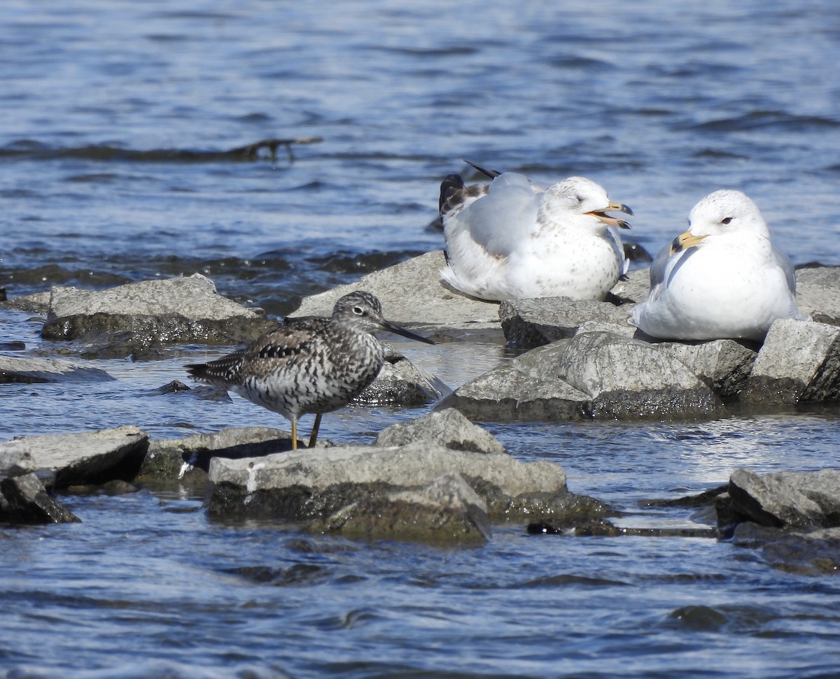 Greater Yellowlegs - Michelle Bélanger