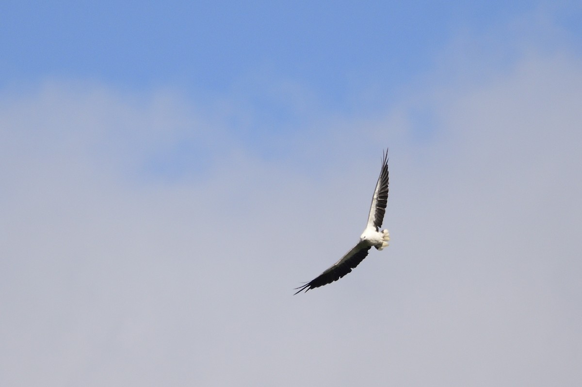 White-bellied Sea-Eagle - ML619661786