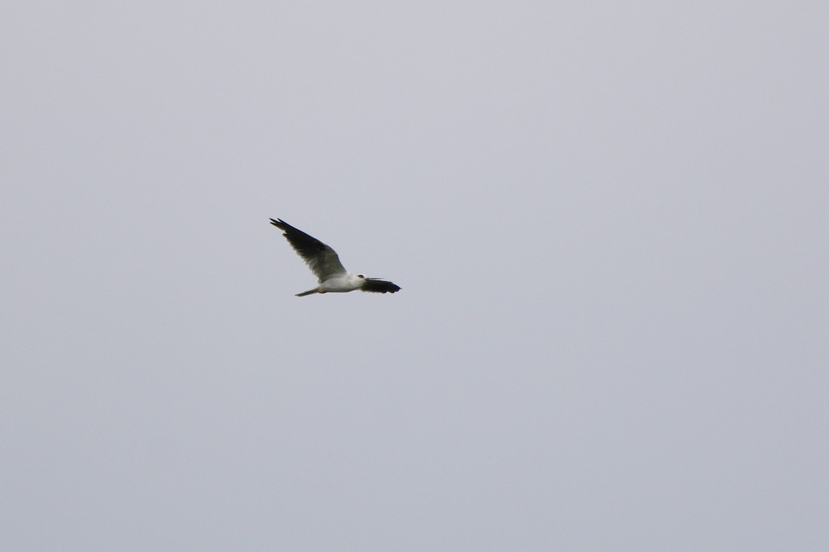 Black-shouldered Kite - Ken Crawley