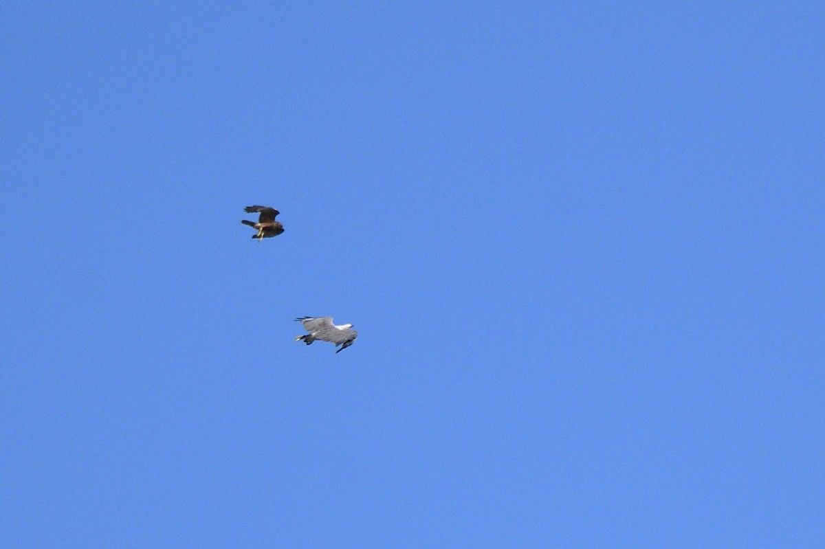 White-bellied Sea-Eagle - Ken Crawley