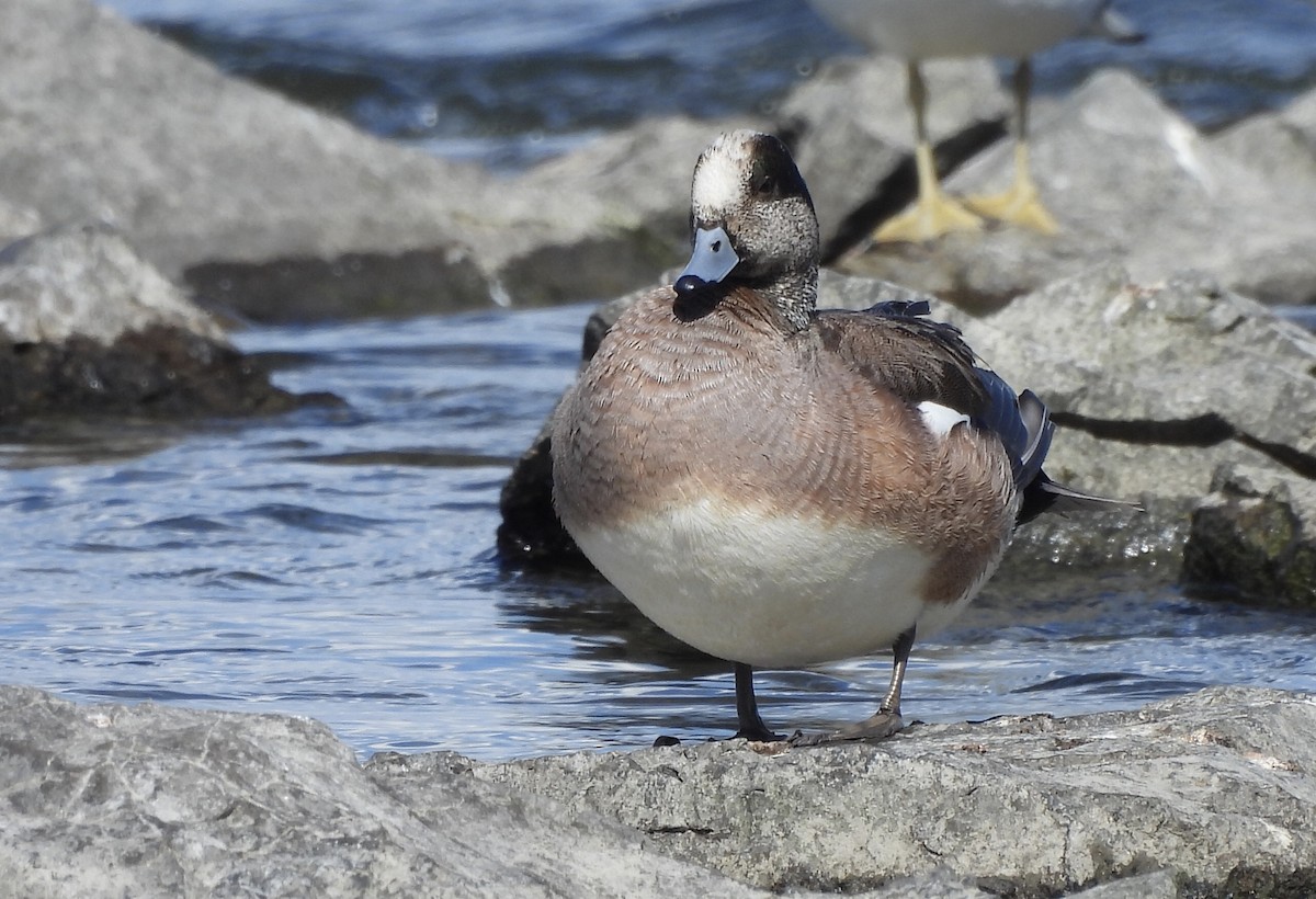 American Wigeon - Michelle Bélanger