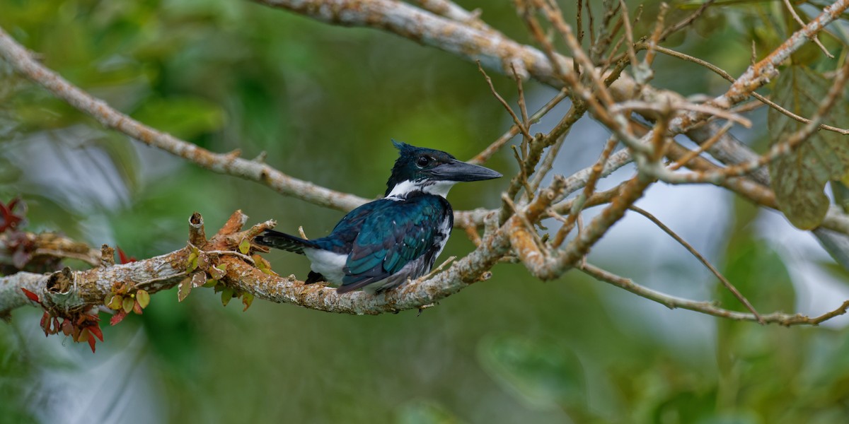 Amazon Kingfisher - Tranquilo Bay Eco-Adventure