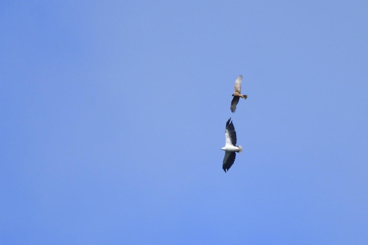 White-bellied Sea-Eagle - ML619661804