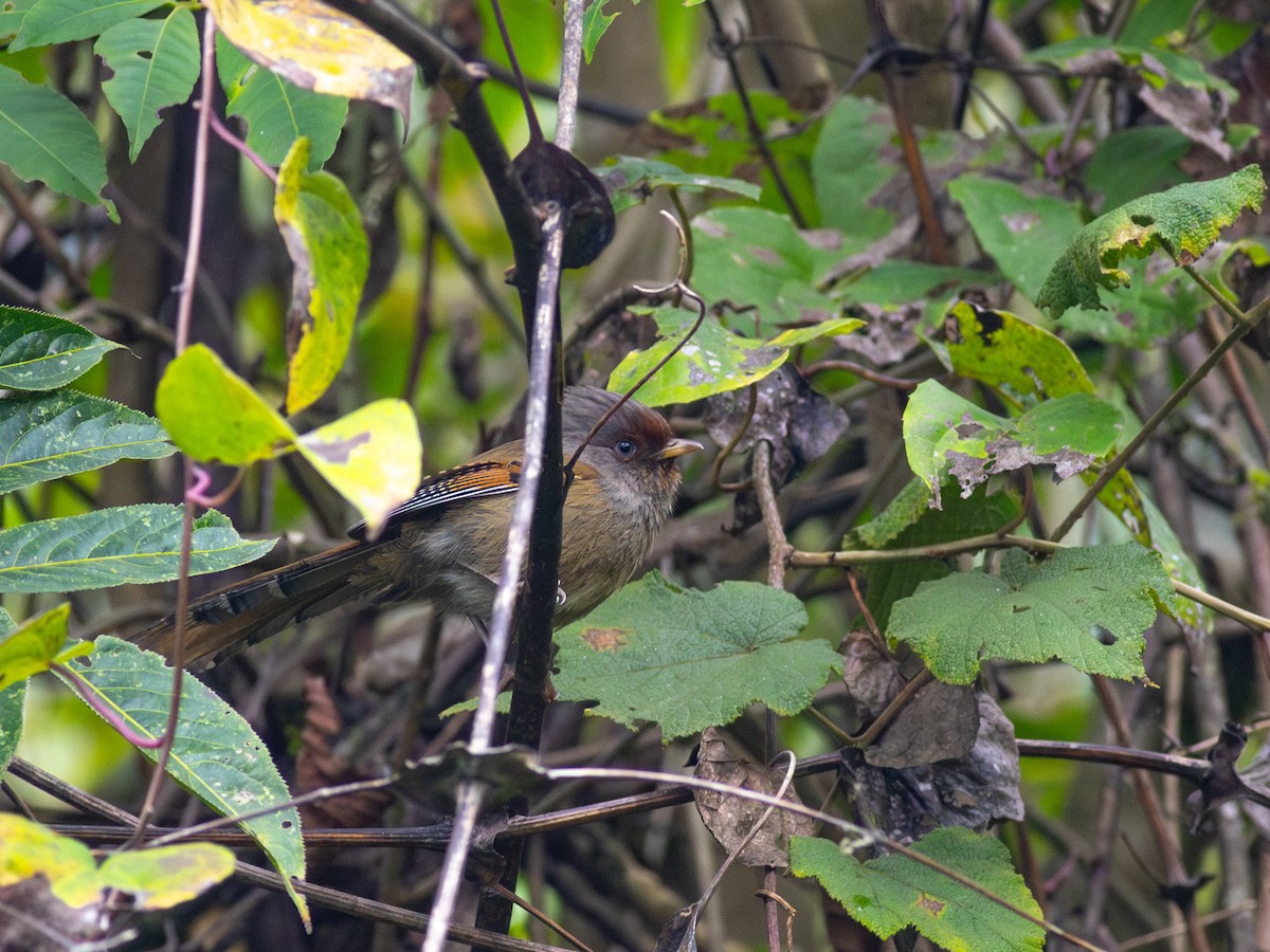 Rusty-fronted Barwing - Zsombor Károlyi