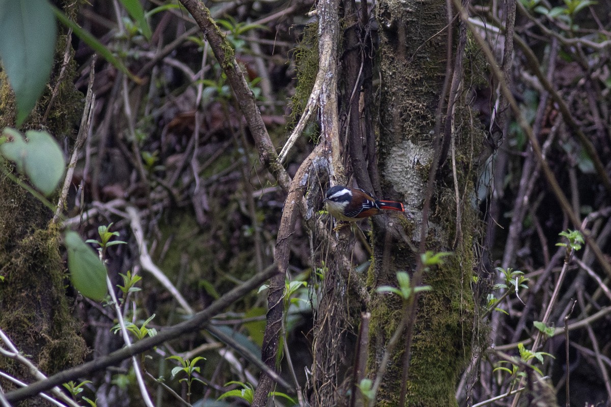 Red-tailed Minla - Zsombor Károlyi