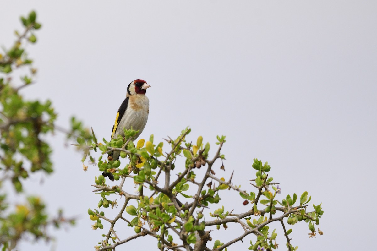 European Goldfinch - Ken Crawley