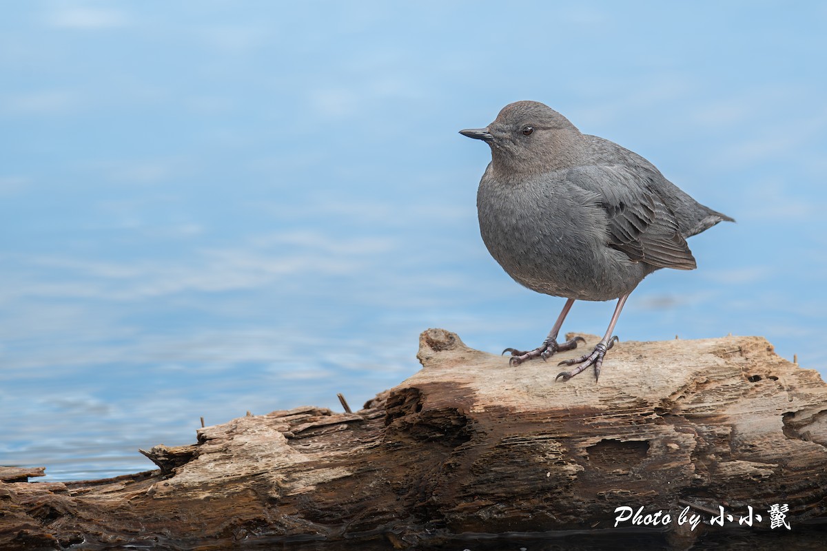 American Dipper - Hanyang Ye