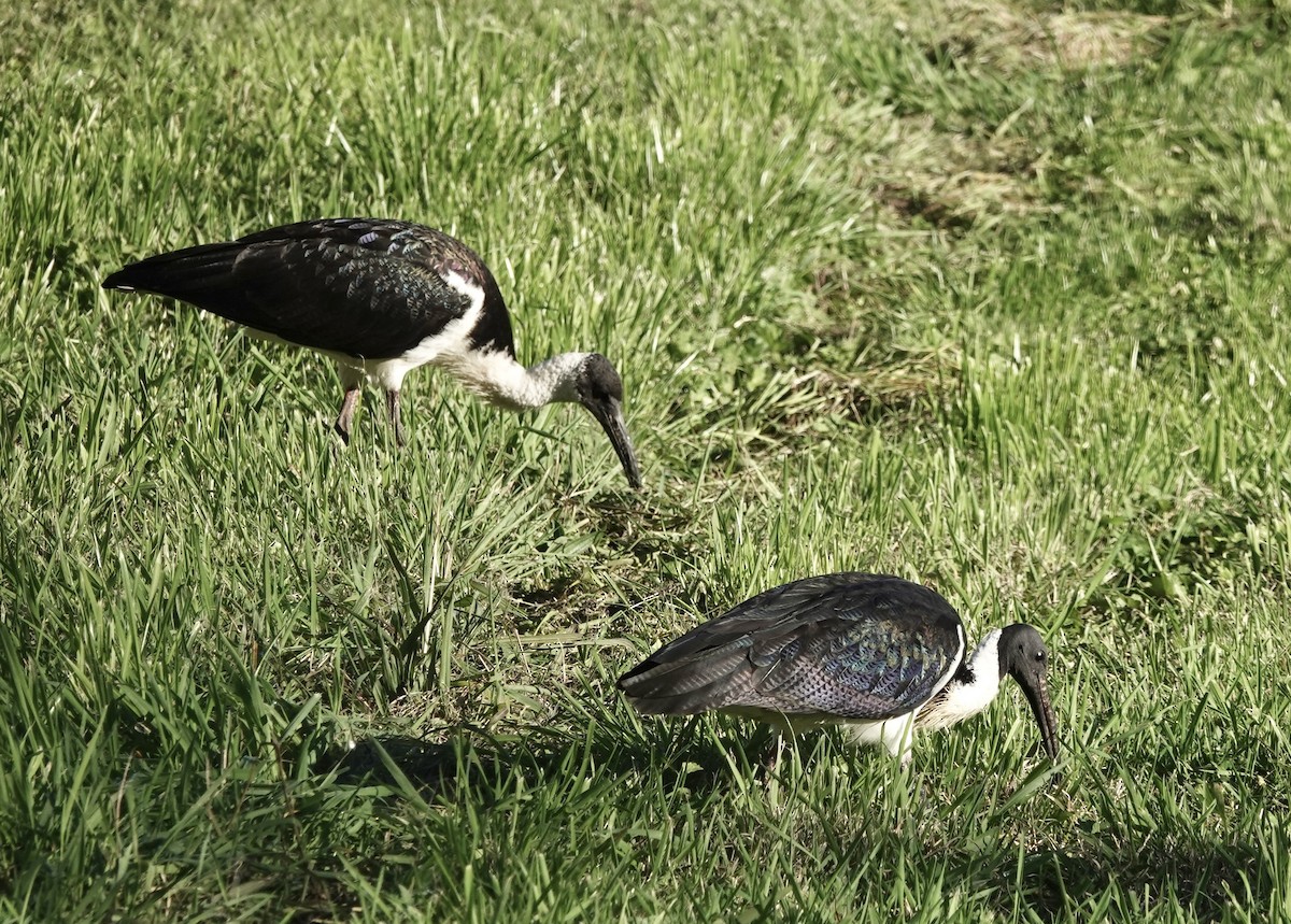 Straw-necked Ibis - john cull