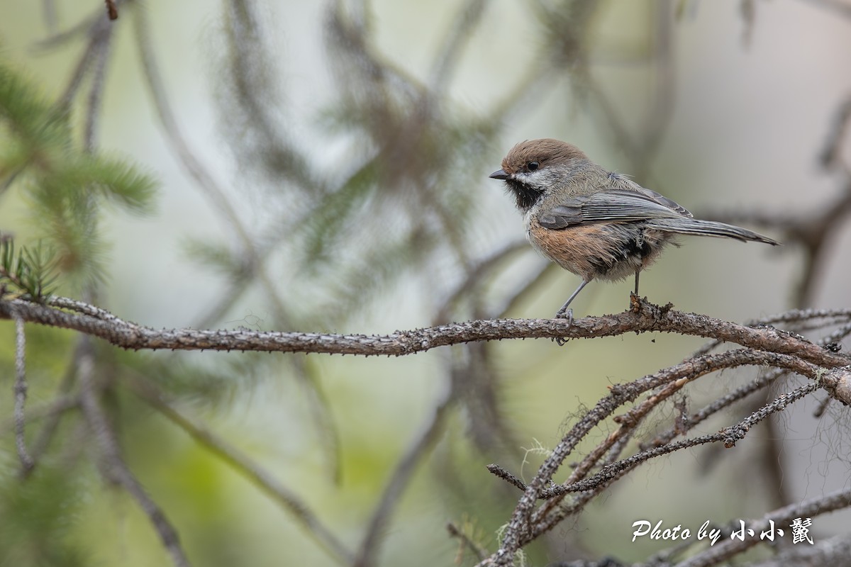 Boreal Chickadee - Hanyang Ye