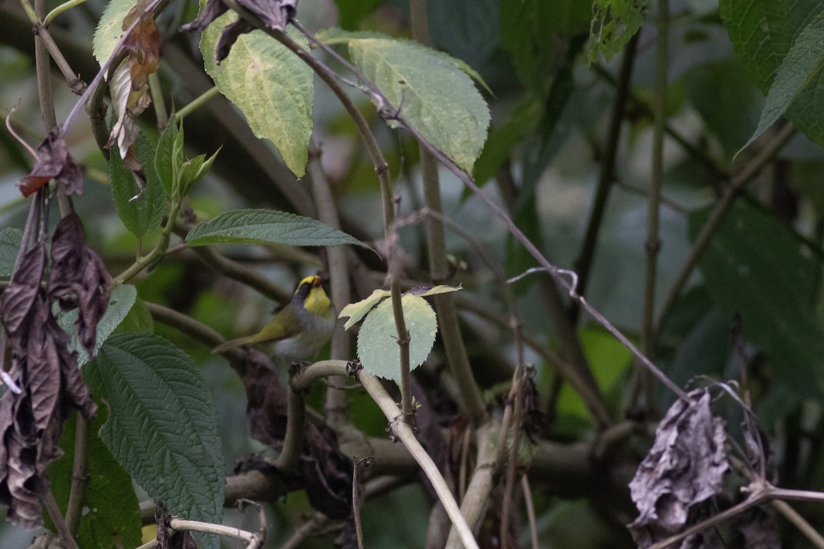 Black-faced Warbler - ML619661830