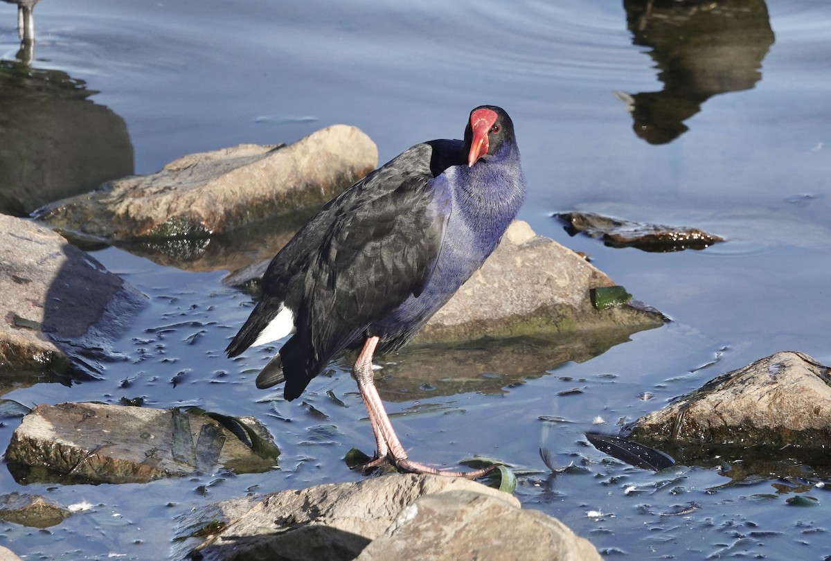 Australasian Swamphen - john cull