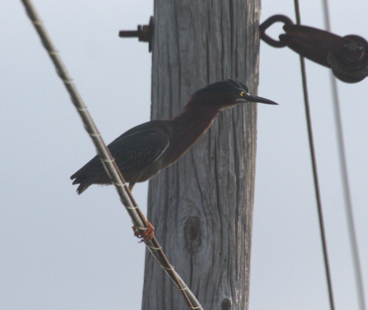 Green Heron - ML619661843