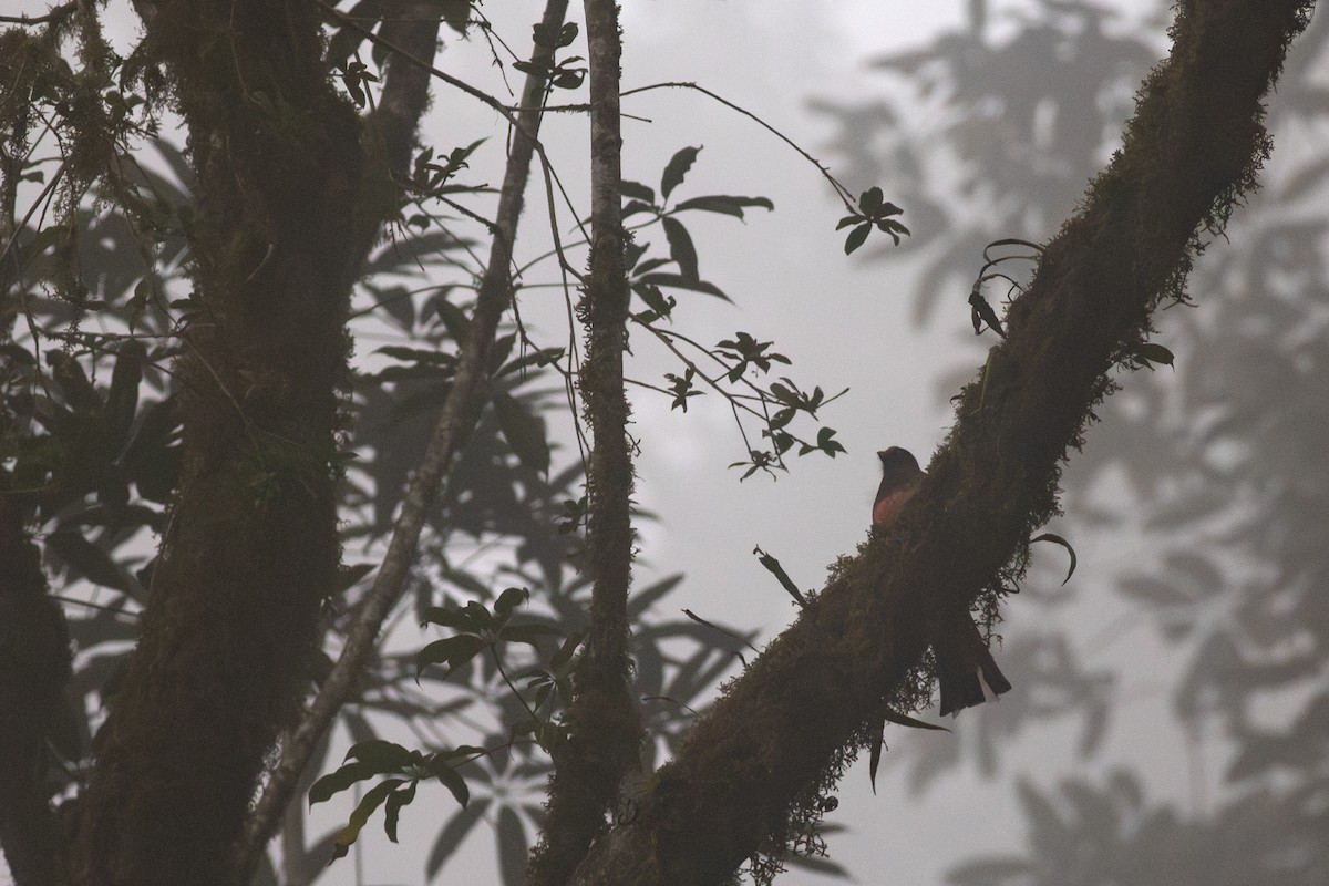 Ward's Trogon - Zsombor Károlyi