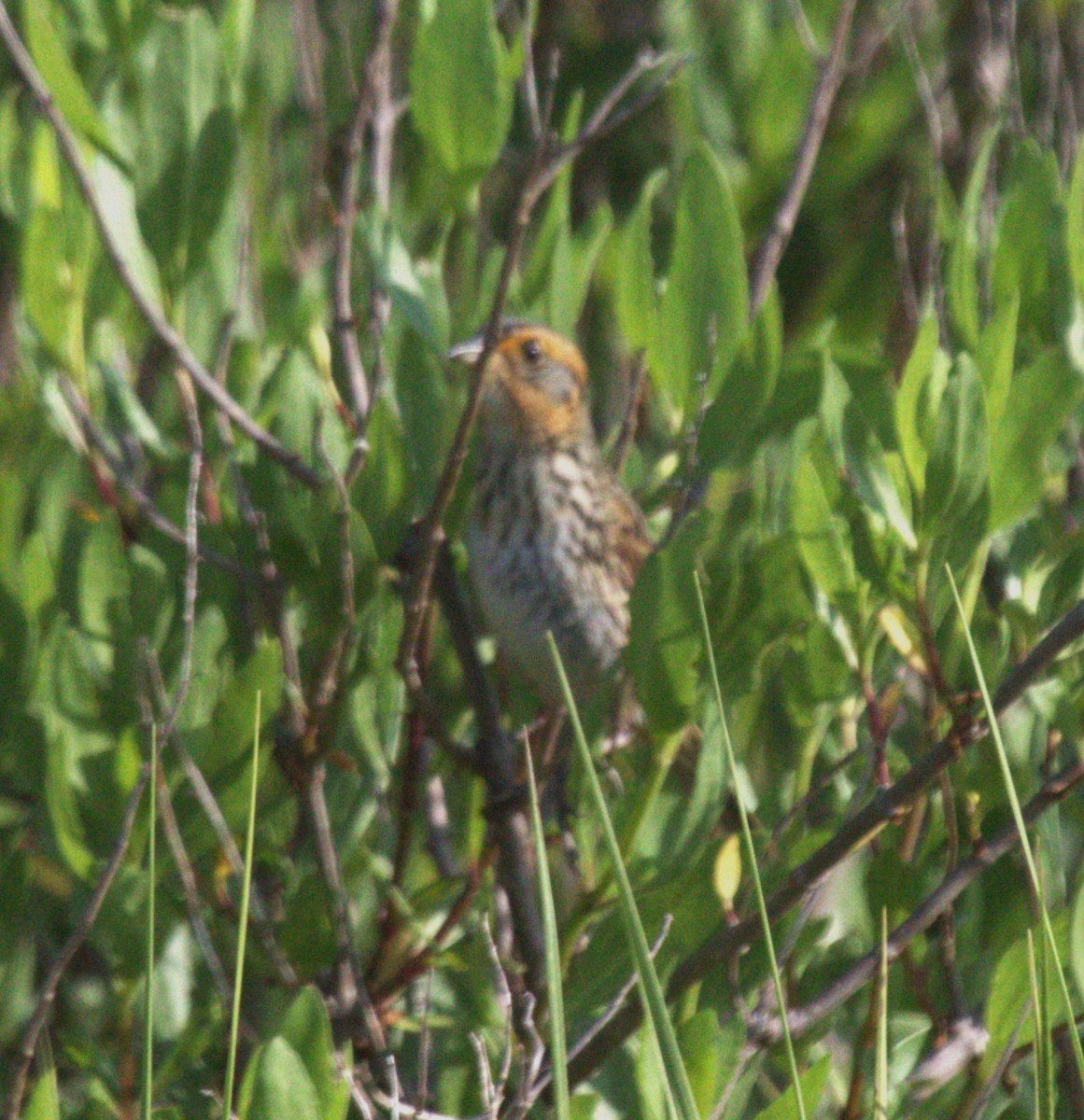 Saltmarsh Sparrow - jeff effinger