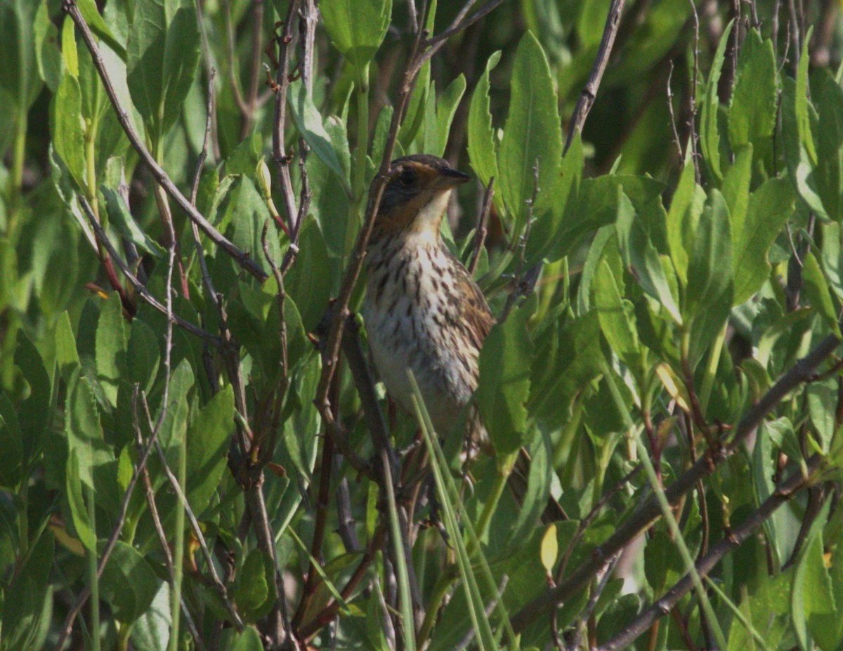 Saltmarsh Sparrow - jeff effinger
