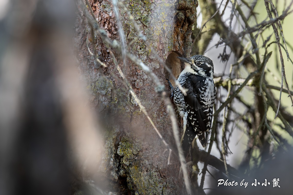 American Three-toed Woodpecker - Hanyang Ye