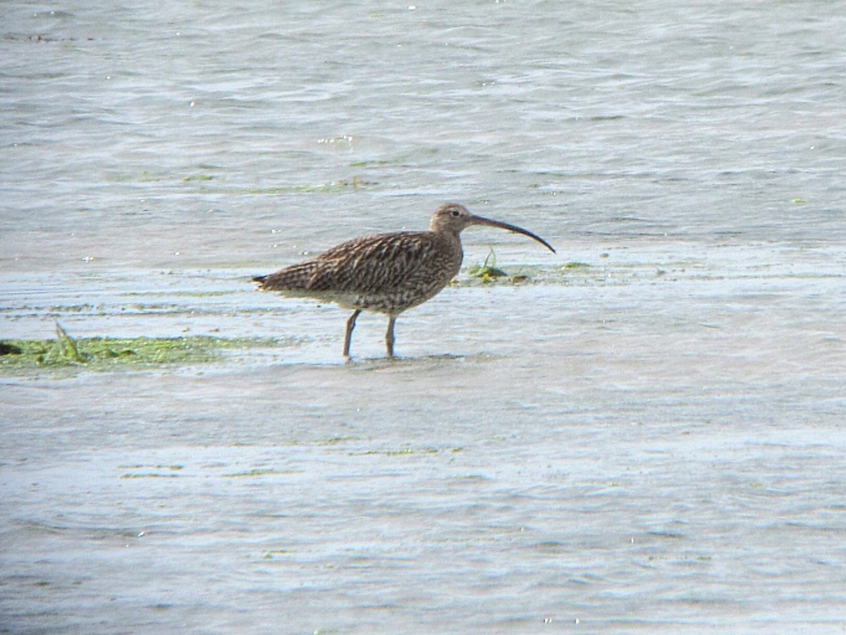 Eurasian Curlew - Peter Milinets-Raby