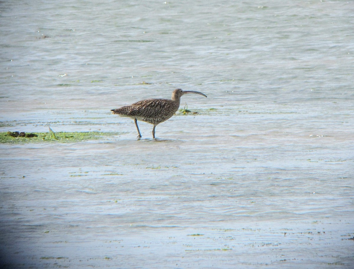 Eurasian Curlew - Peter Milinets-Raby