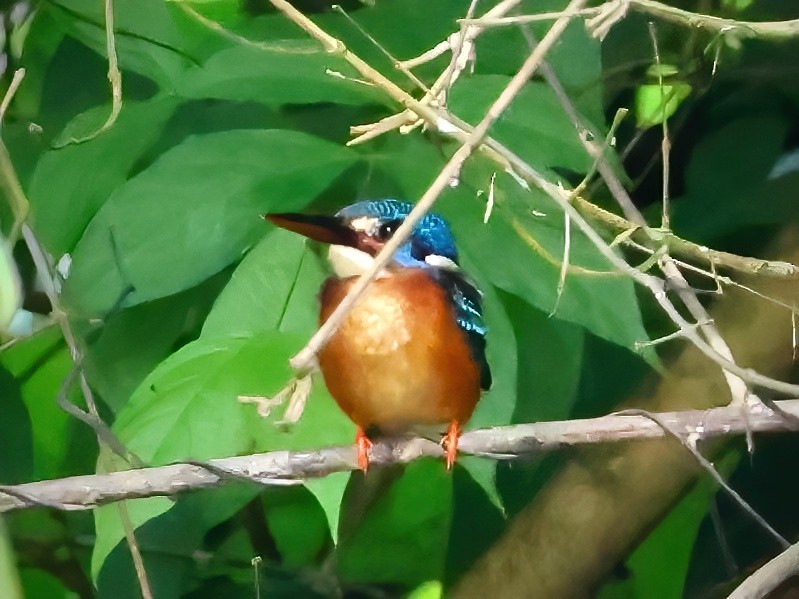 Blue-eared Kingfisher - Joost Foppes