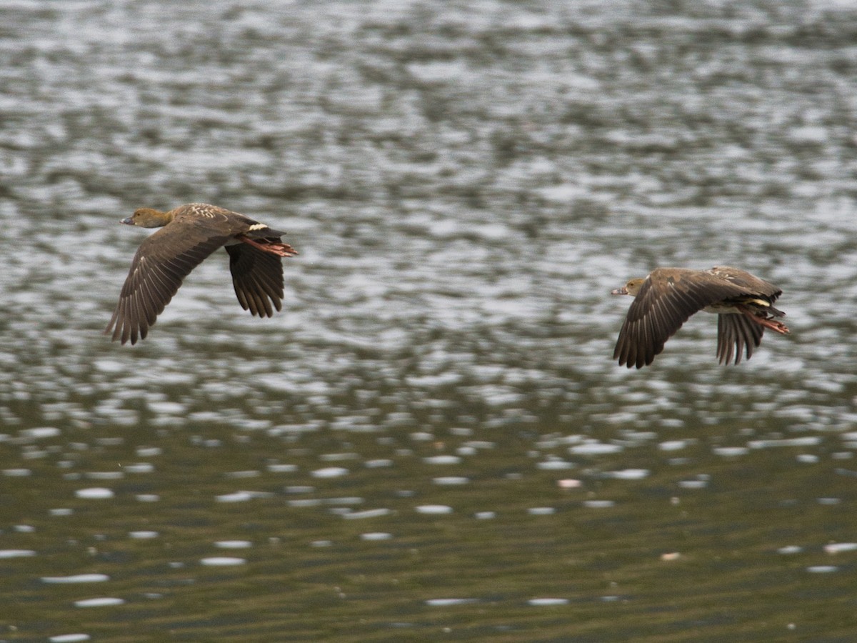 Plumed Whistling-Duck - Helen Leonard