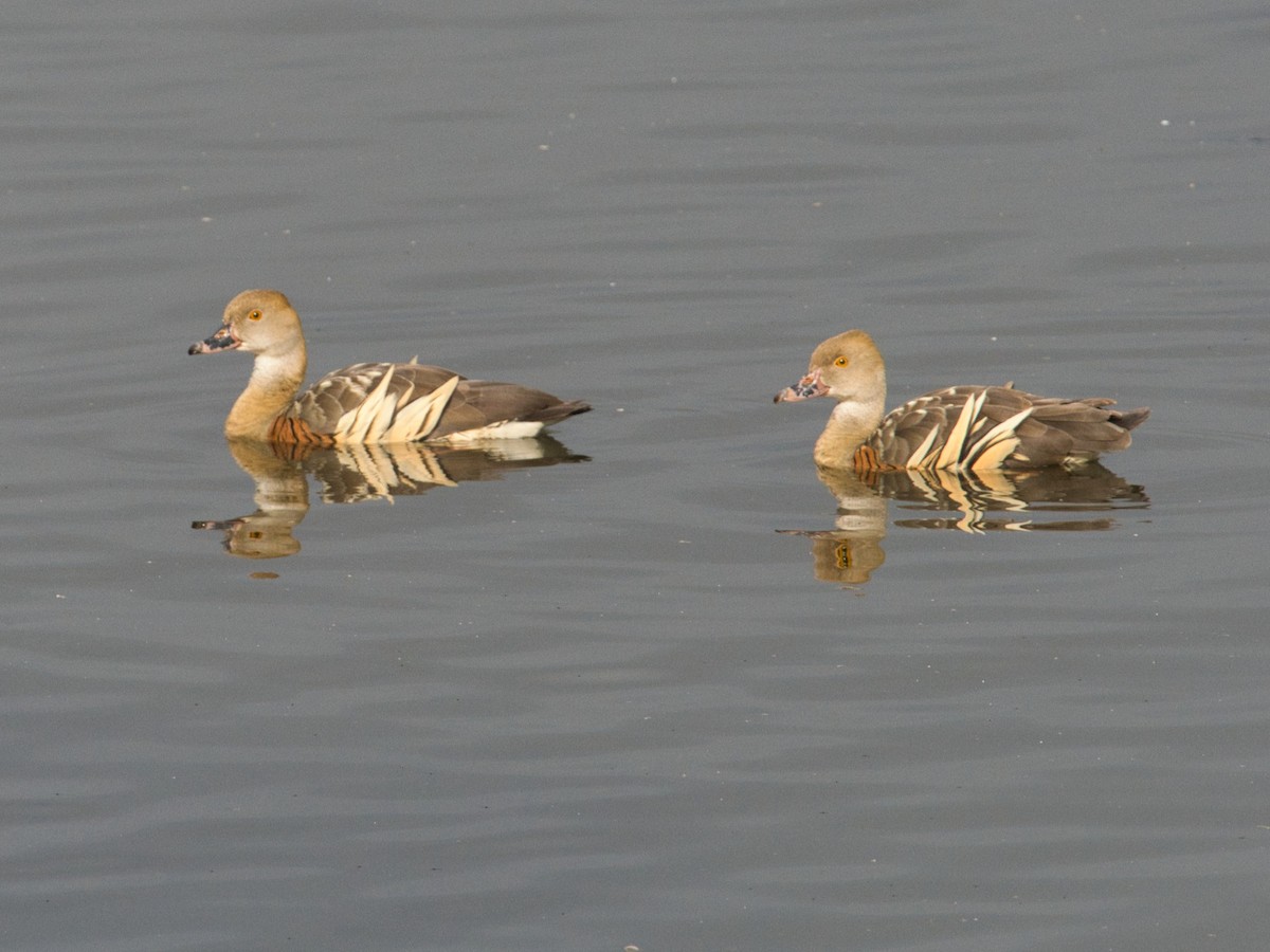 Plumed Whistling-Duck - Helen Leonard