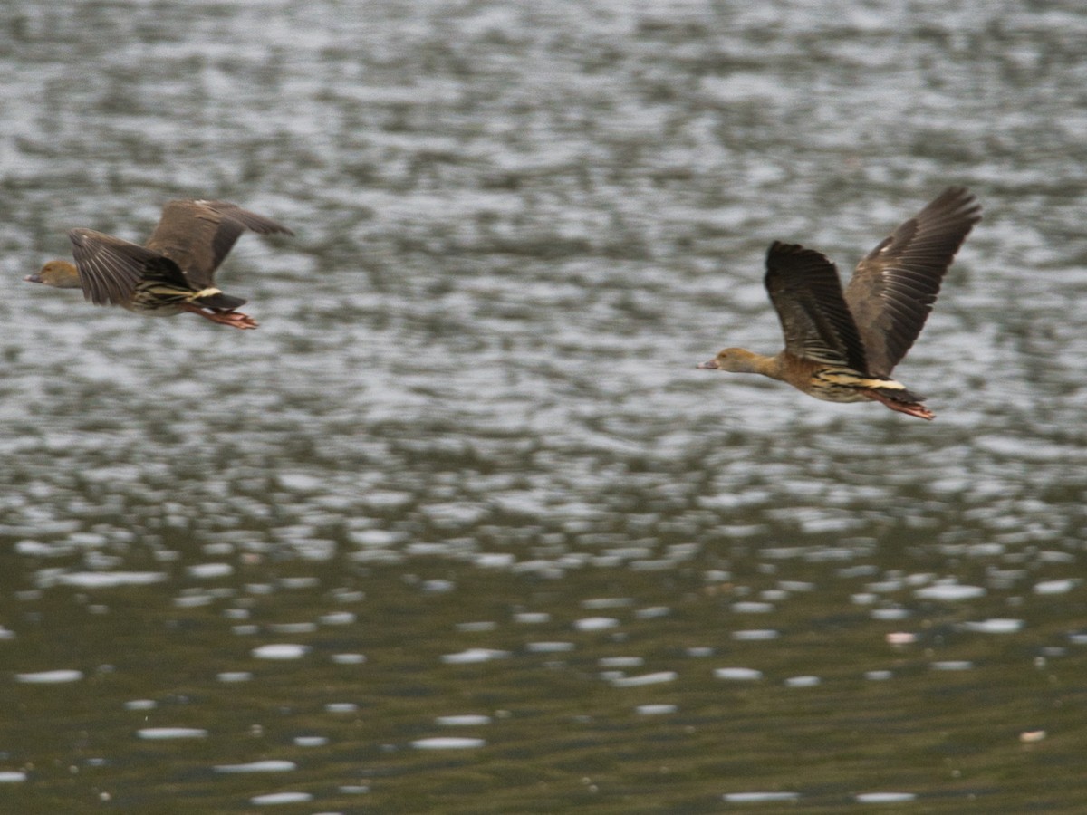 Plumed Whistling-Duck - Helen Leonard