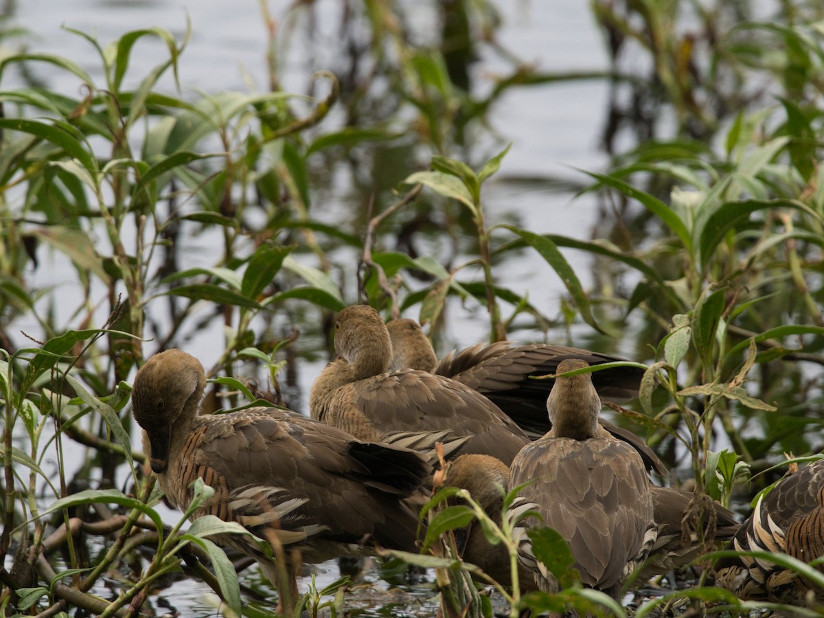 Plumed Whistling-Duck - Helen Leonard