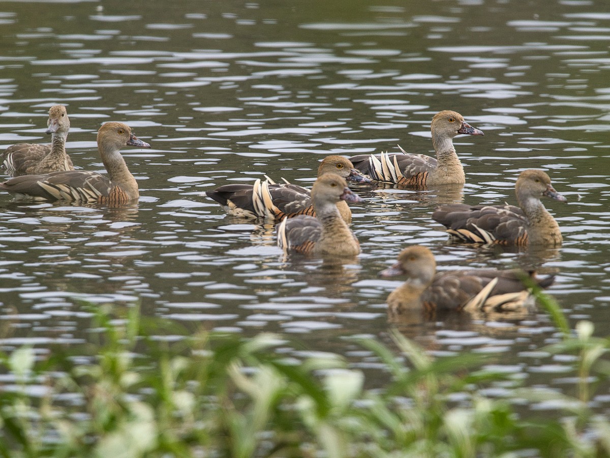 Plumed Whistling-Duck - Helen Leonard