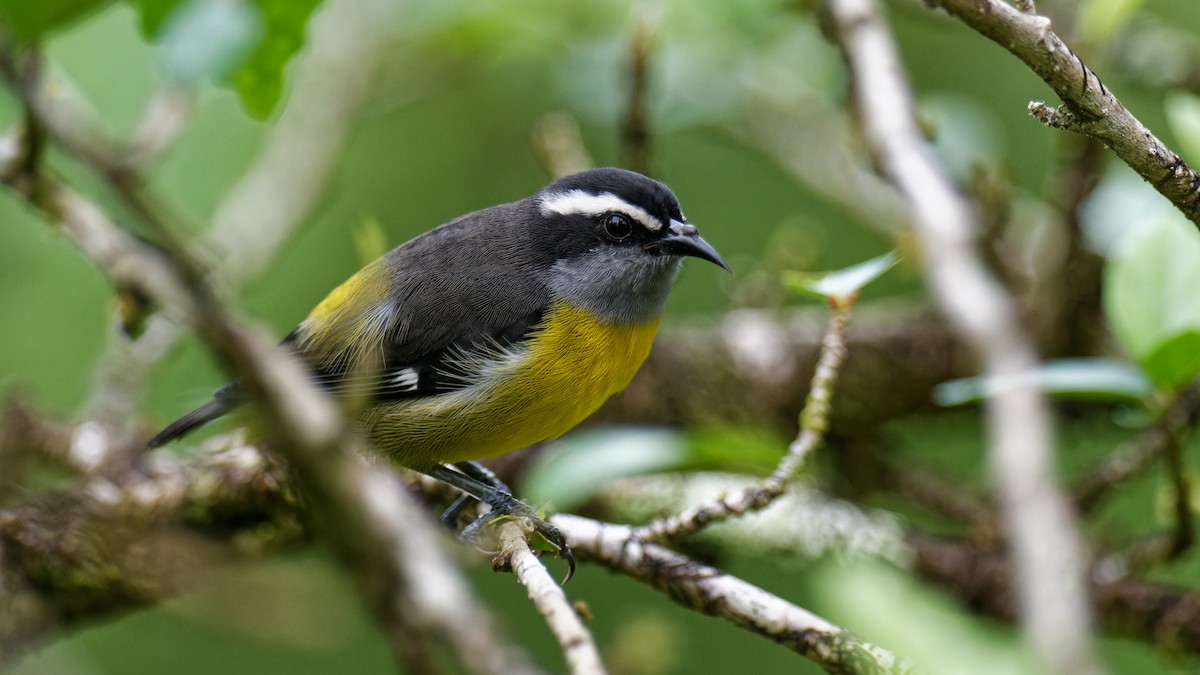 Bananaquit - Tranquilo Bay Eco-Adventure