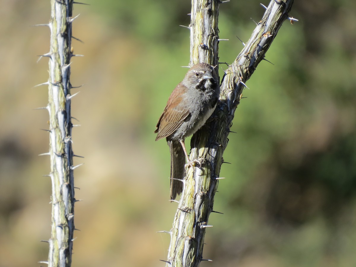 Five-striped Sparrow - Evan Waite