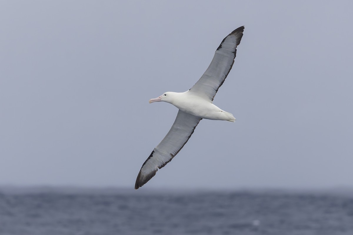 Northern Royal Albatross - Dana Cameron